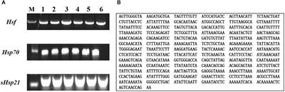 Heat Shock Factor Is Involved in Regulating the Transcriptional Expression of Two Potential Hsps (AhHsp70 and AhsHsp21) and Its Role in Heat Shock Response of Agasicles hygrophila